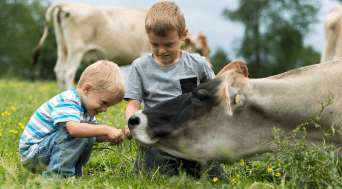 Young boys caring for a cow on a farm
