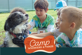 Camp Whiskers and Wags Colorado Springs Summer Camp